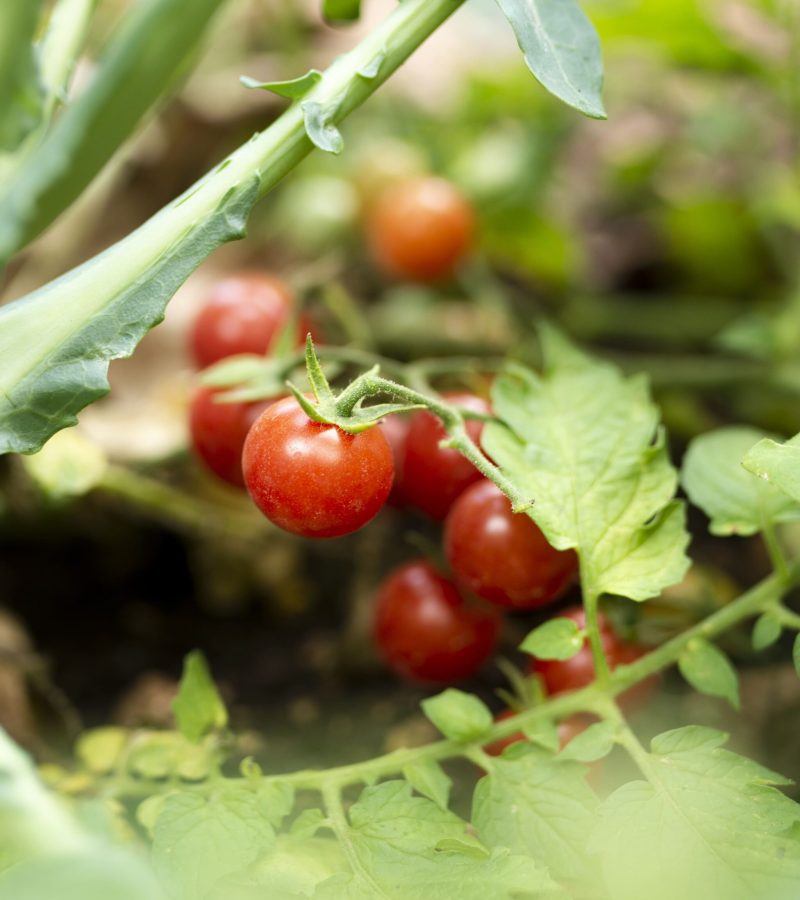garden-tomatoes-hidden-green-leaves-min